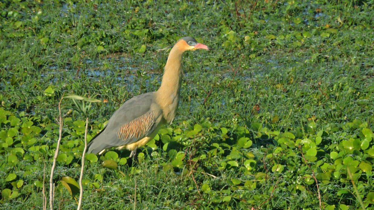 Los Chaja Ecolodge Barra de Valizas Ngoại thất bức ảnh