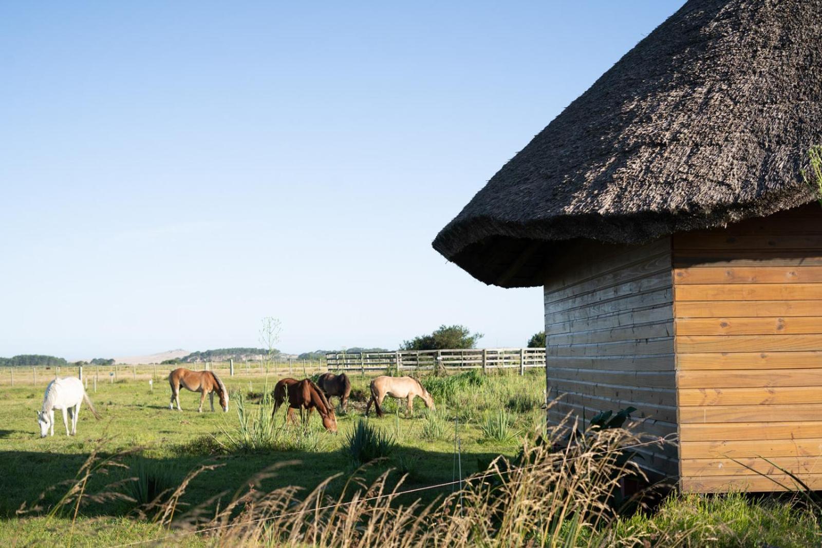 Los Chaja Ecolodge Barra de Valizas Ngoại thất bức ảnh